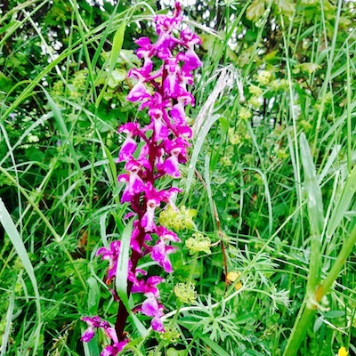 Orchidée sauvage. Photo:Marie Pragout.