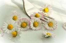 Paquerettes, fleurs comestibles, Pixabay