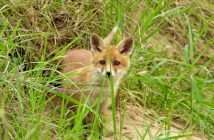 Interdisons la chasse au renard : ce prédateur de rongeurs favorise l'agriculture sans pesticides