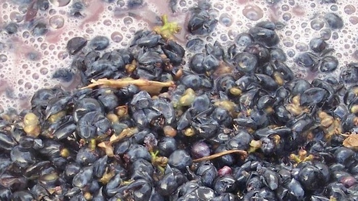 la fermentation des raisins