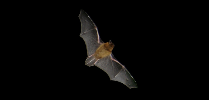 Une chauve-souris pipistrelle en vol (Bretagne, juin 2006). Barracuda1983, Wikicommons.