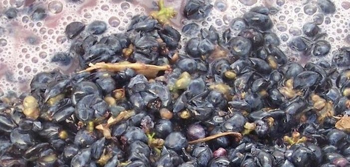 la fermentation des raisins