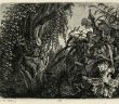 "Broussailles avec une plante noueuse", Carl Wilhelm Kolbe, eau-forte, années 1820 (Musée d'art et d'histoire de Genève).