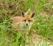 Interdisons la chasse au renard : ce prédateur de rongeurs favorise l'agriculture sans pesticides